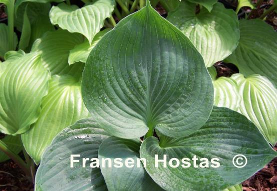 Hosta Dusty Waters